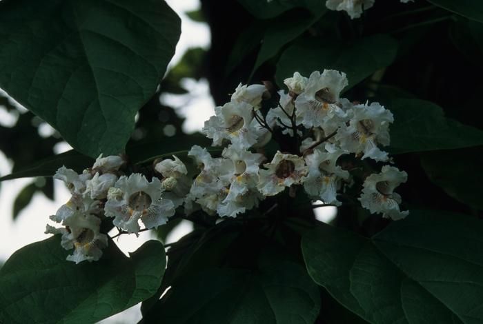 Catalpa speciosa 