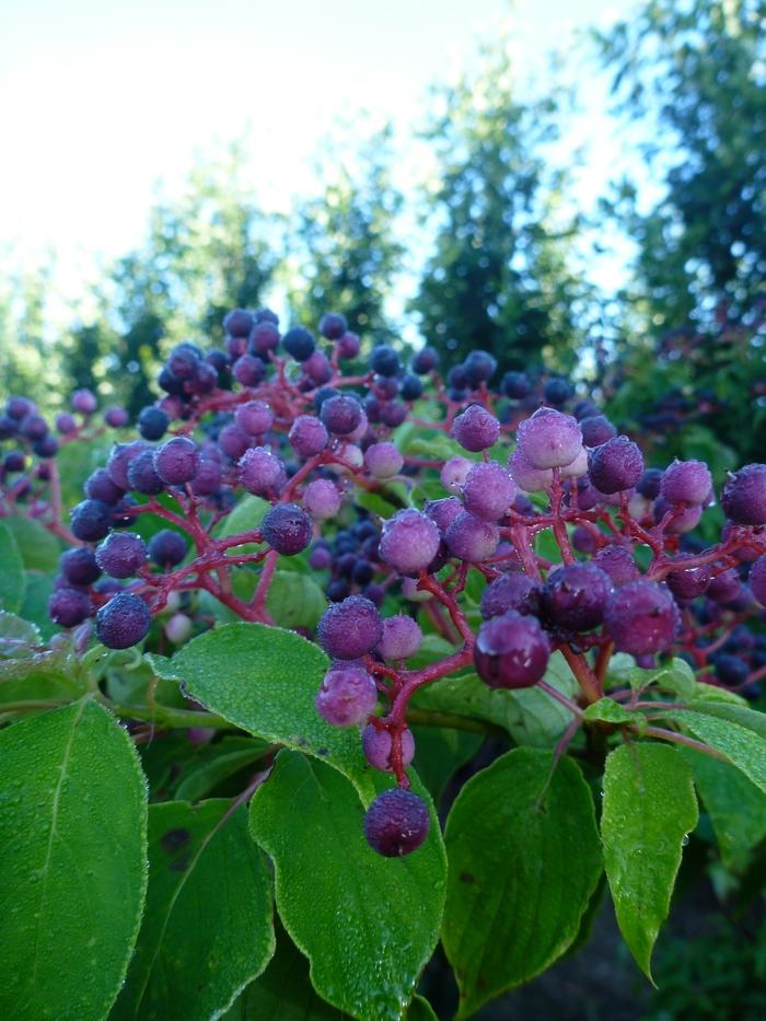 Cornus alternifolia 