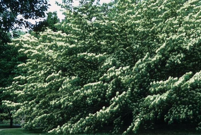 Cornus controversa 