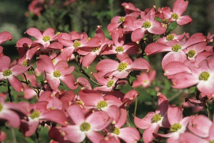 Cornus florida Cherokee Chief