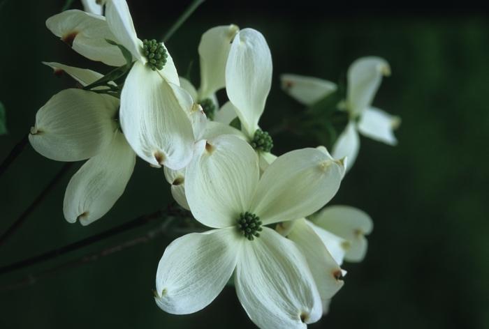 Cornus florida Cloud 9