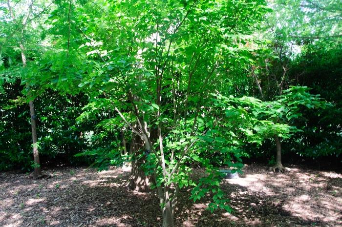 Cornus kousa 