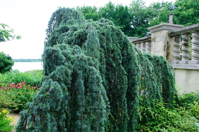 Cedrus atlantica Glauca Pendula