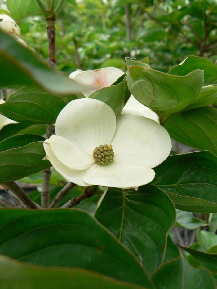 Cornus kousa Venus®