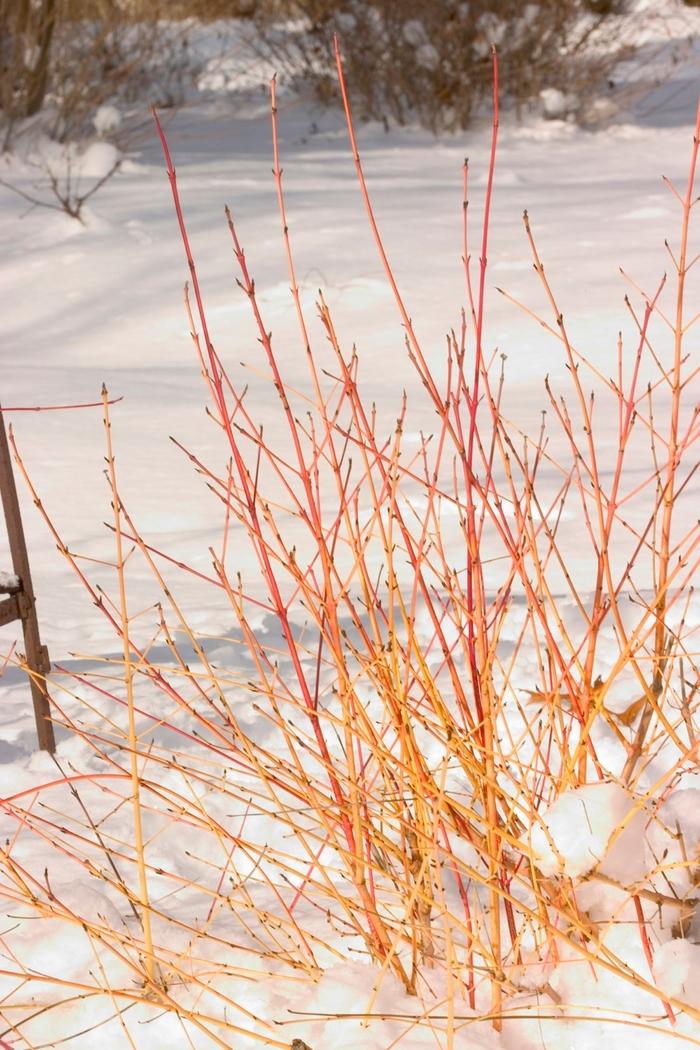 Cornus sanguinea Arctic Sun®