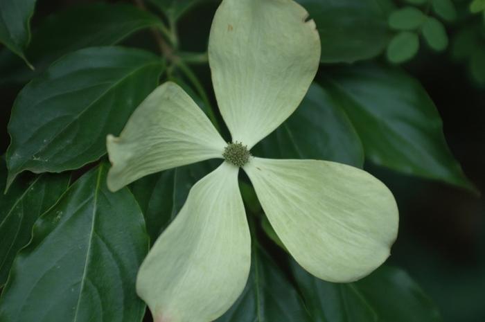 Cornus Constellation®