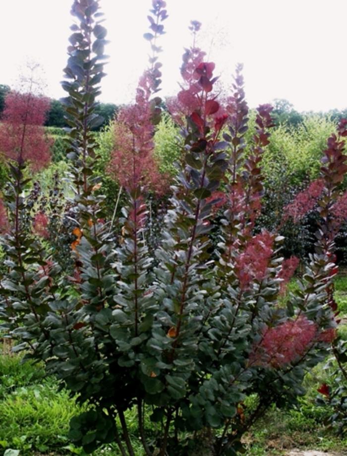 Cotinus Grace