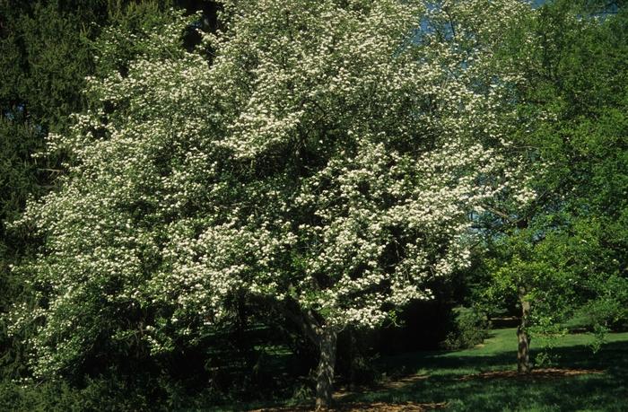 Crataegus viridis Winter King