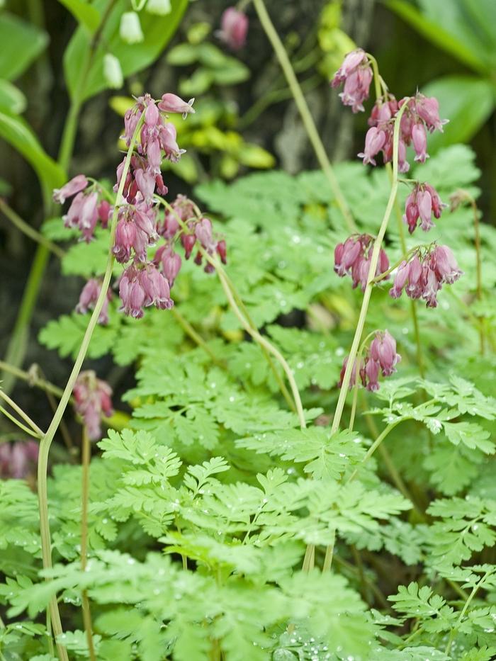 Dicentra Luxuriant