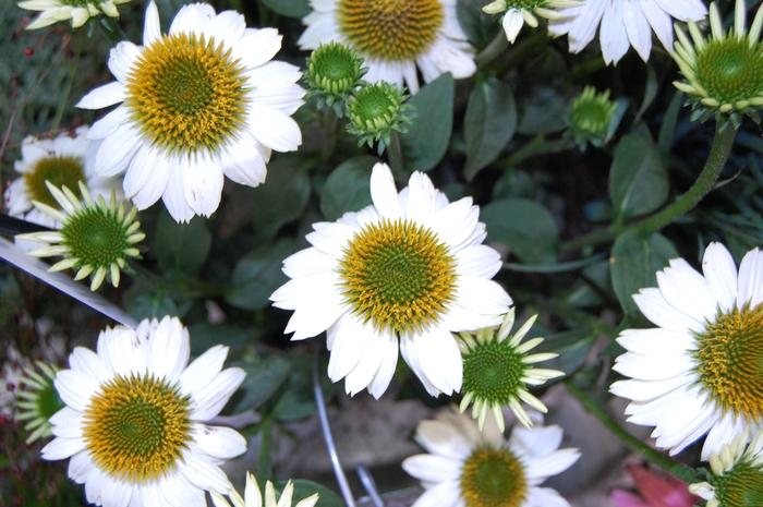 Echinacea purpurea PowWow White