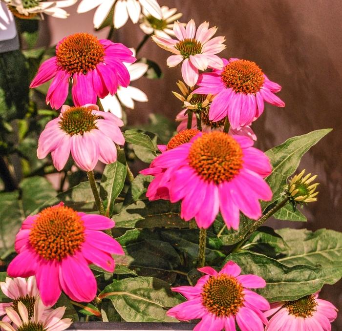 Echinacea purpurea PowWow Wild Berry