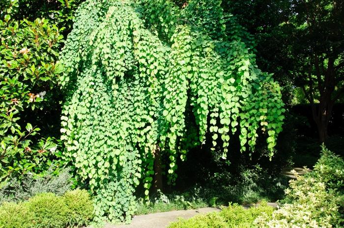 Cercidiphyllum japonicum Pendula