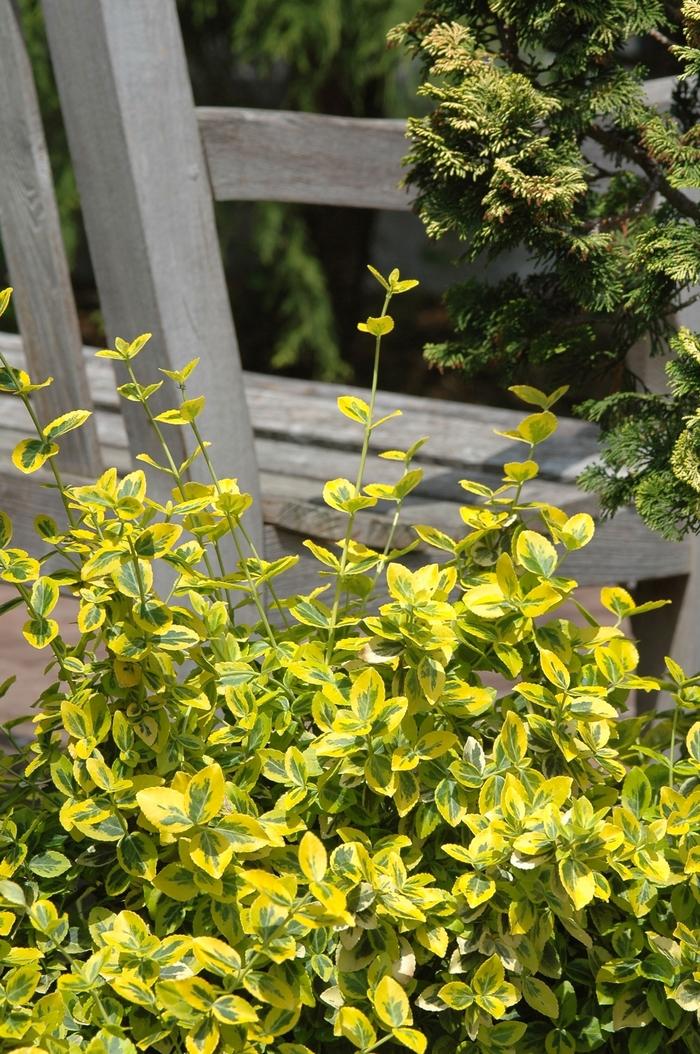 Euonymus fortunei Emerald n' Gold