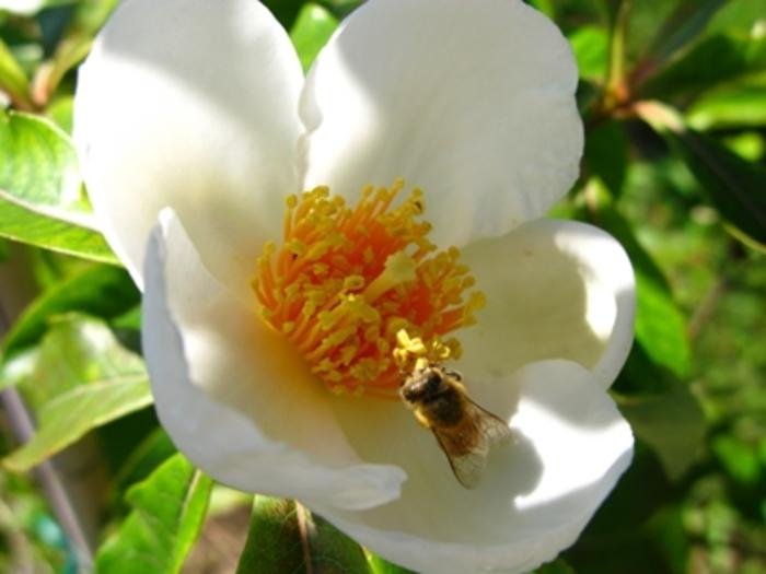 Franklinia alatamaha 