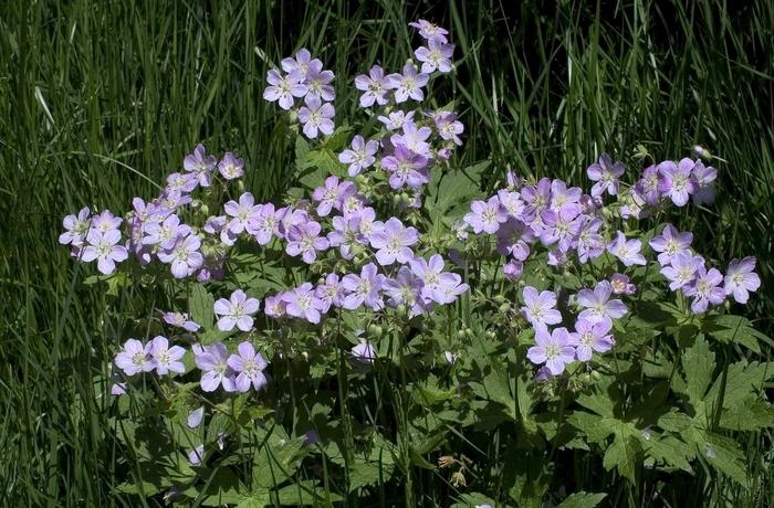 Geranium maculatum 