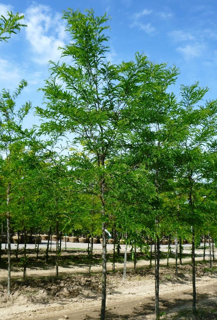 Gleditsia triacanthos var. inermis Imperial®