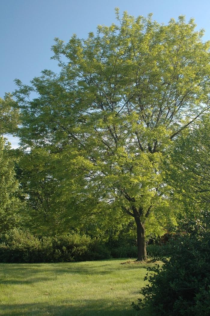 Gleditsia triacanthos var. inermis Shademaster