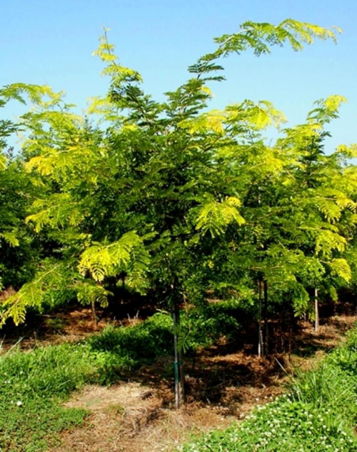 Gleditsia triacanthos var. inermis Sunburst®