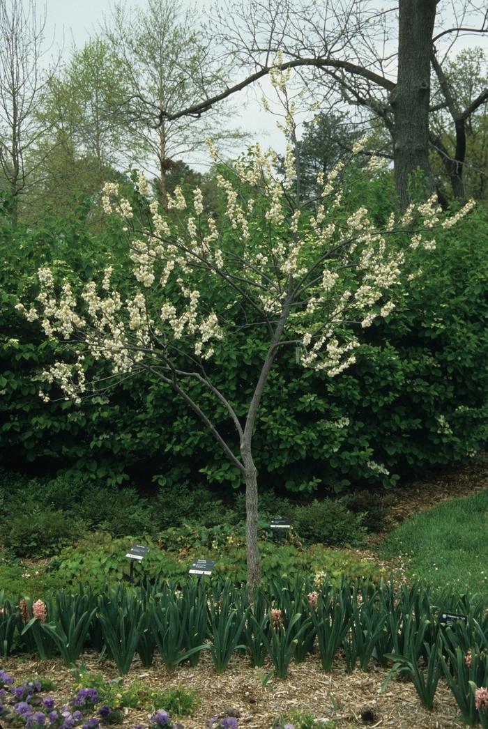 Halesia carolina (tetraptera) 