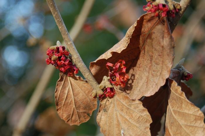 Hamamelis x intermedia Diane