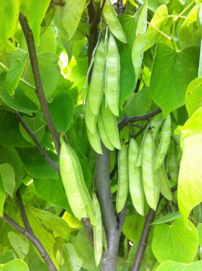 Cercis canadensis Hearts of Gold