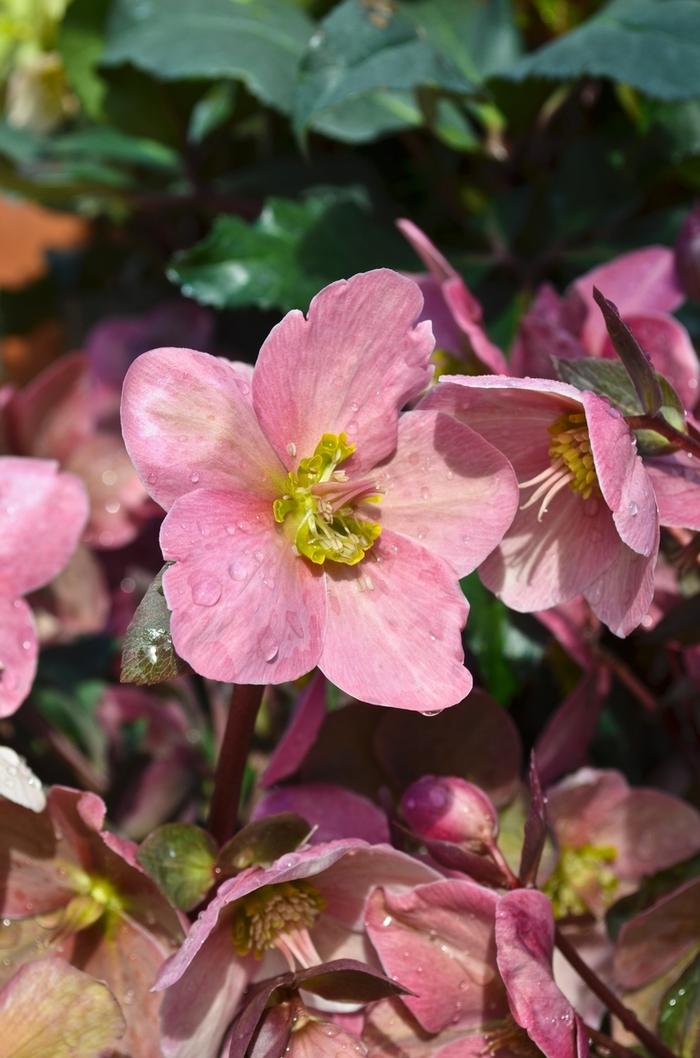 Helleborus x ericsmithii Gold Collection® Pink Frost