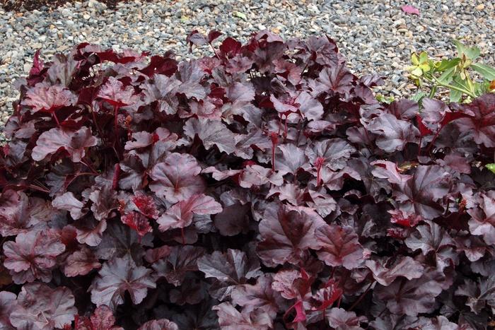 Heuchera Obsidian