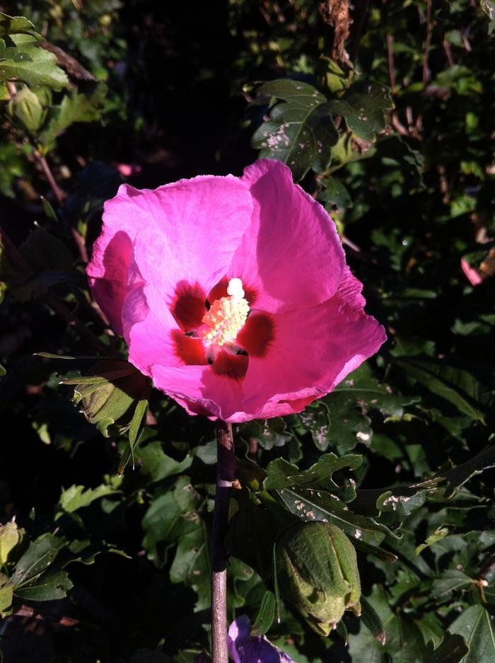 Hibiscus syriacus Aphrodite