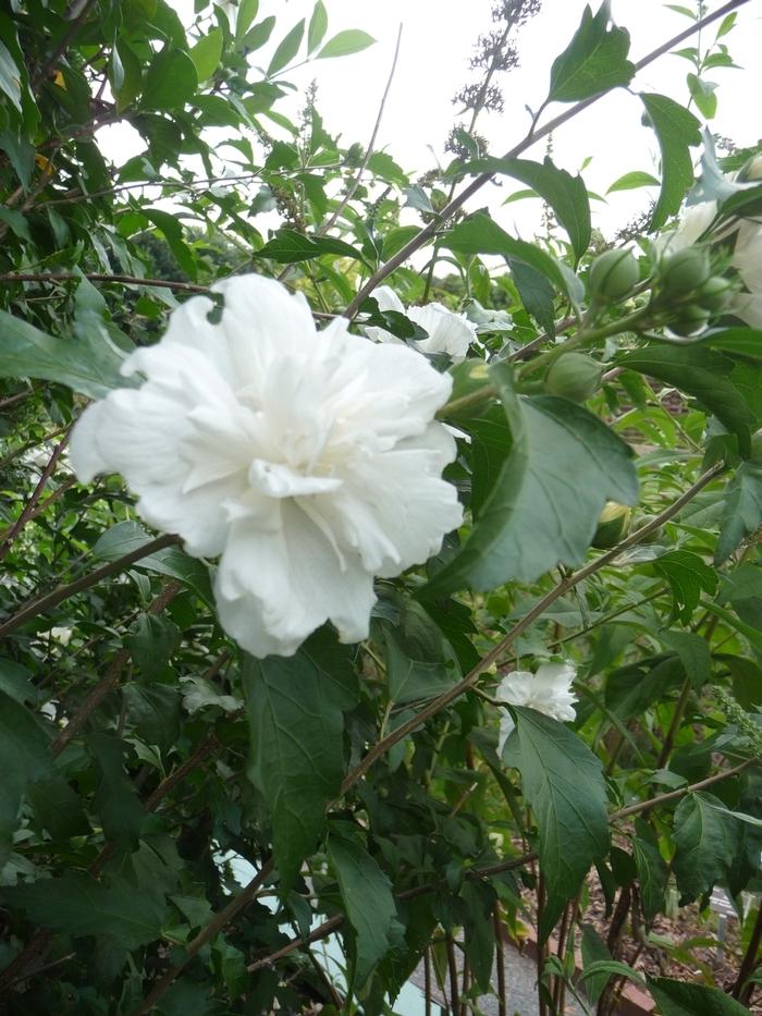 Hibiscus syriacus Jeanne de Arc