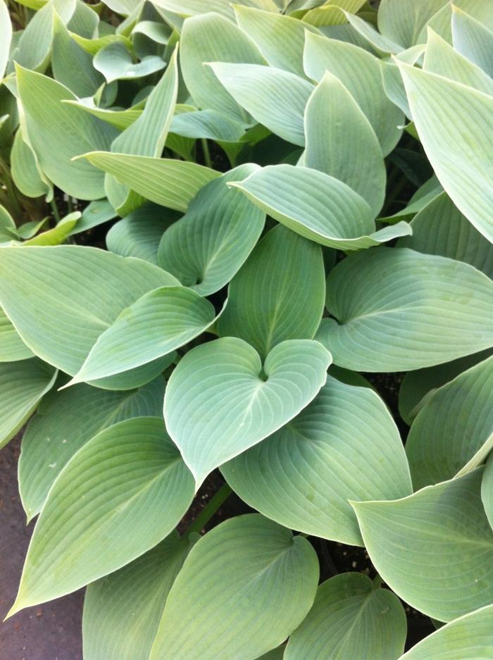 Hosta Halcyon