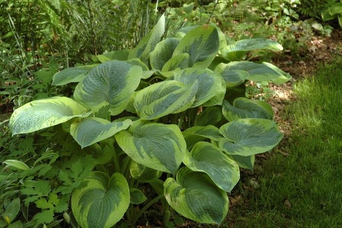 Hosta Frances Williams