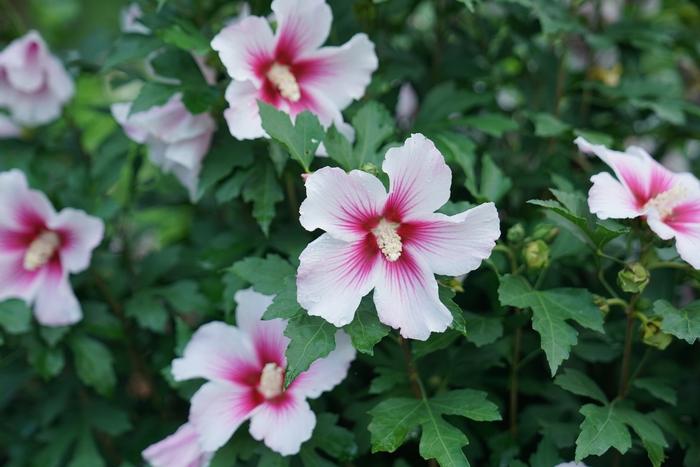 Hibiscus syriacus Paraplu Pink Ink® 