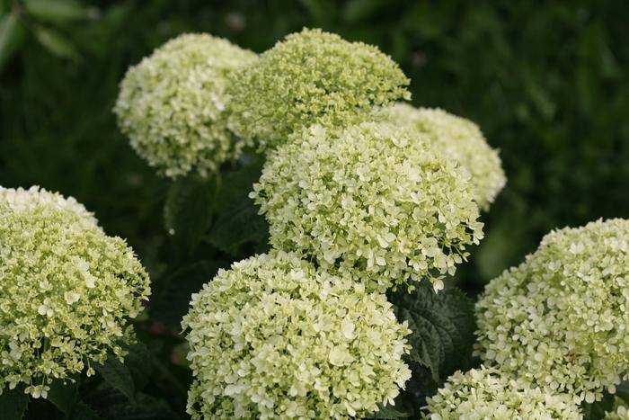 Hydrangea arborescens Invincibelle Limetta® 