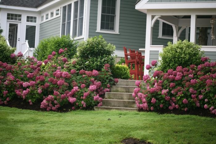 Hydrangea arborescens Invincibelle Mini Mauvette®