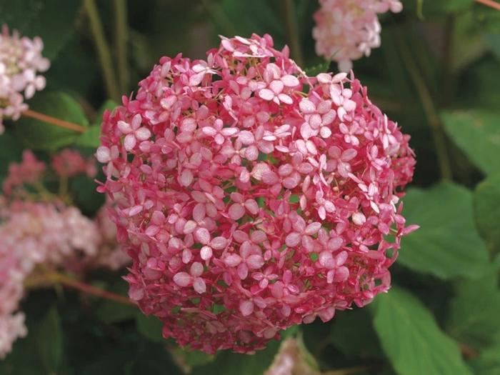 Hydrangea arborescens Invincibelle® Spirit