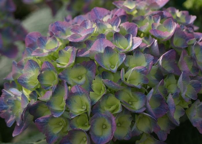 Hydrangea macrophylla Cityline® Rio