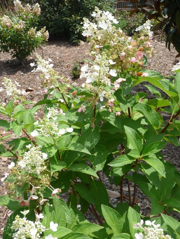 Hydrangea paniculata Pinky Winky®