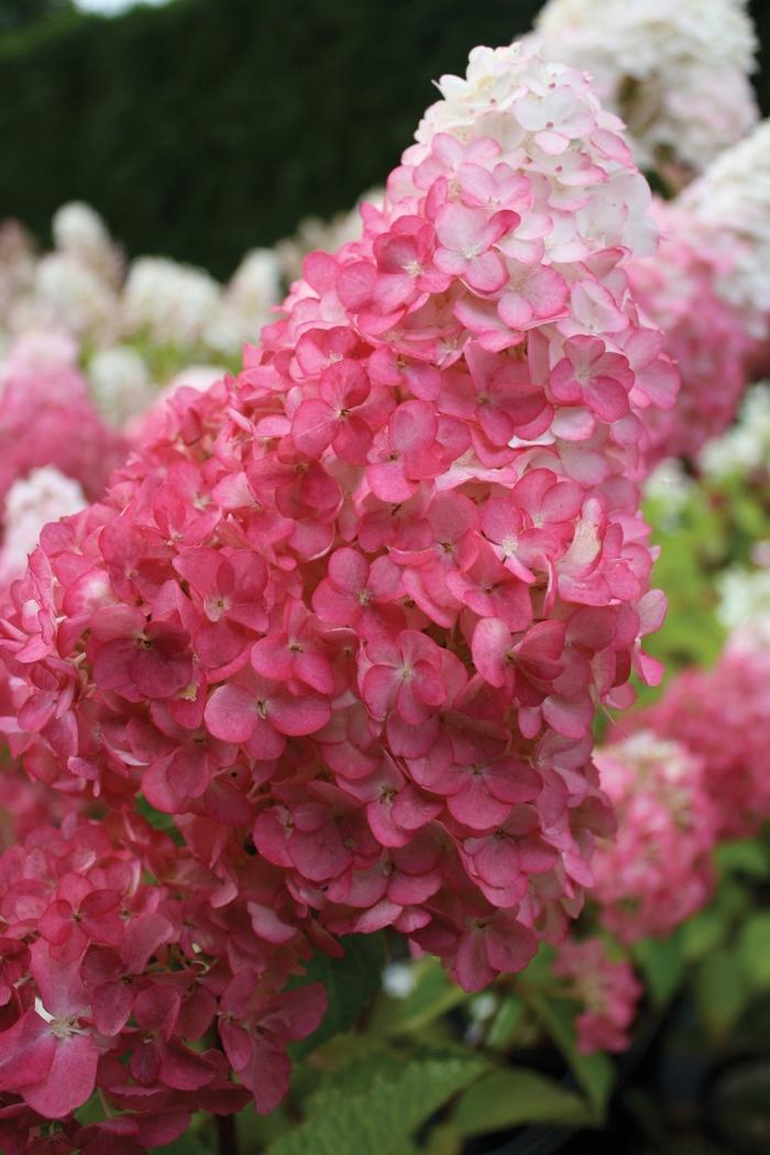 Hydrangea paniculata Vanilla Strawberry™