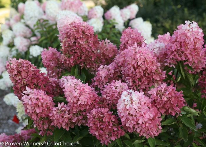 Hydrangea paniculata Zinfin Doll®