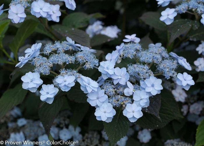 Hydrangea serrata Tiny Tuff Stuff™