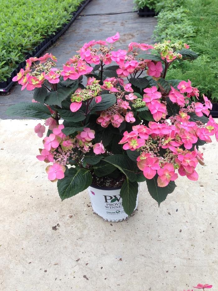 Hydrangea serrata Tuff Stuff™ Red