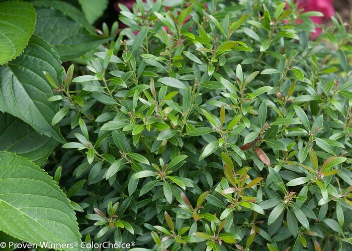 Ilex glabra Gem Box®