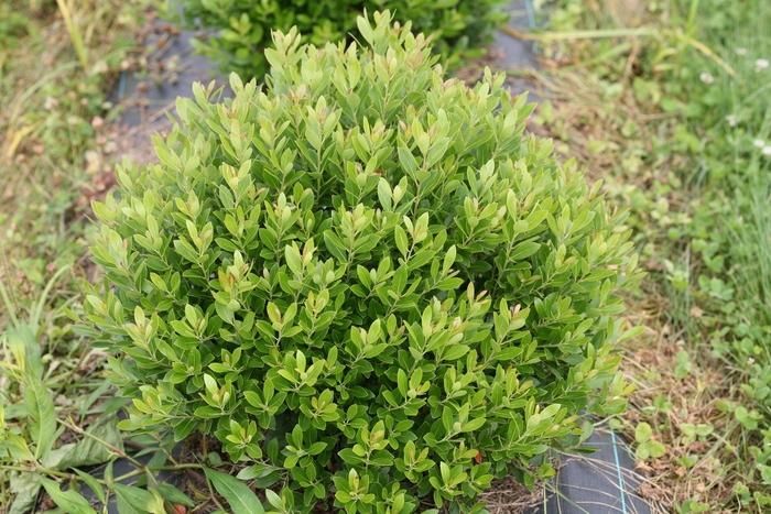 Ilex glabra Strongbox®