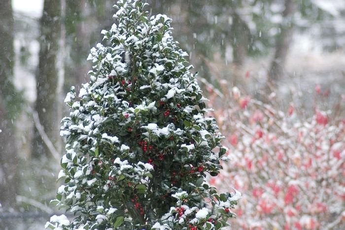 Ilex x meserveae Castle Spire®