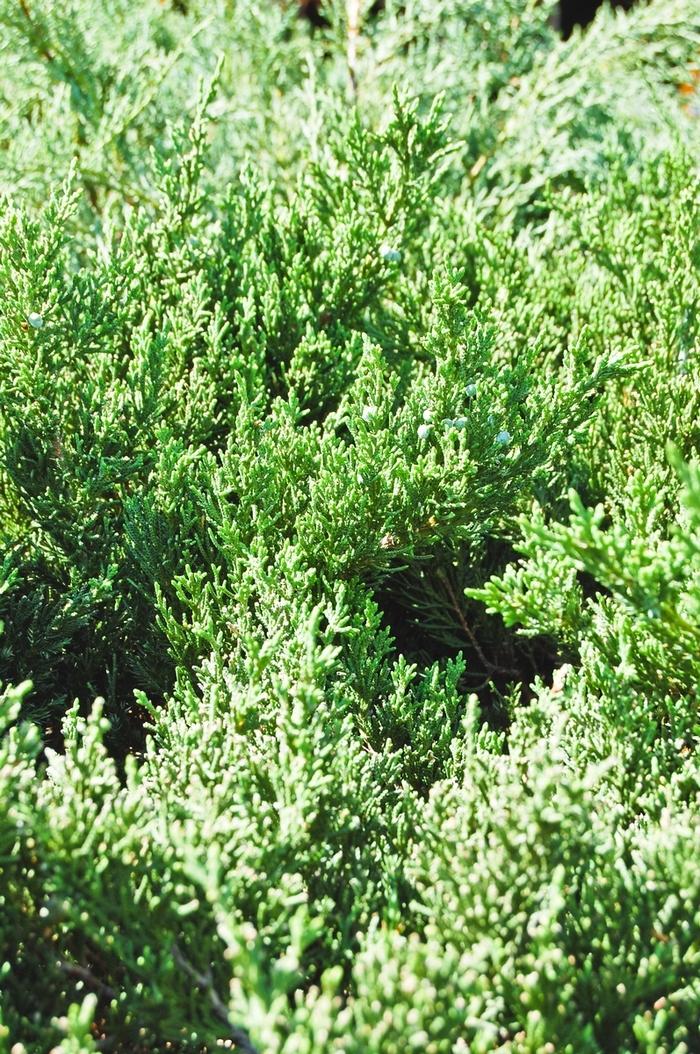 Juniperus davurica Expansa ('Parsonii')