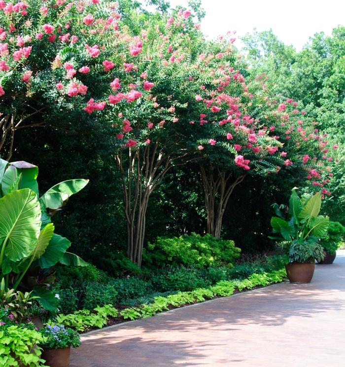 Lagerstroemia indica x fauriei Tuscarora