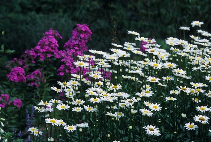 Leucanthemum x superbum Becky