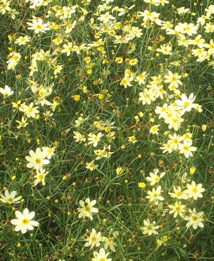 Coreopsis verticillata Moonbeam