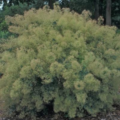 Cotinus coggygria Young Lady