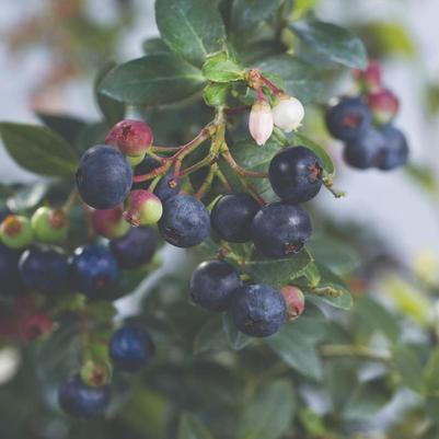 Vaccinium Bushel and Berry® Blueberry Buckle®